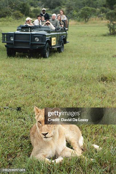 group of friends on off road vehicle watching lioness, front view - animal de safari 個照片及圖片檔