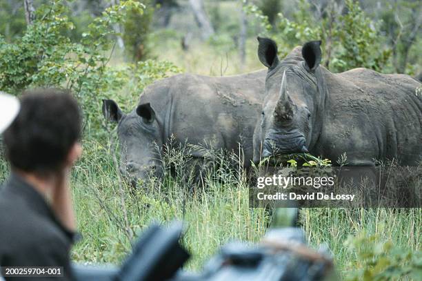 black rhinoceros (rhinoceros sp.) - animal de safari 個照片及圖片檔