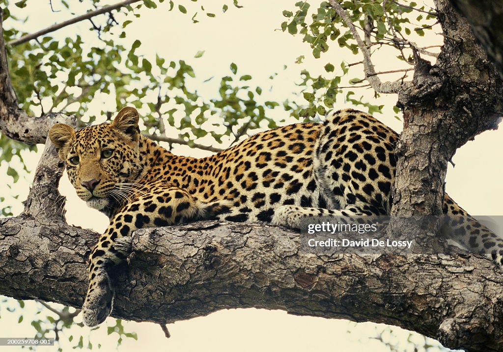 Leopard (Panthera pardus) lying on branch of tree, side view
