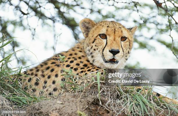 leopard cub (panthera pardus) lying, low angle view - leopard cub stock pictures, royalty-free photos & images