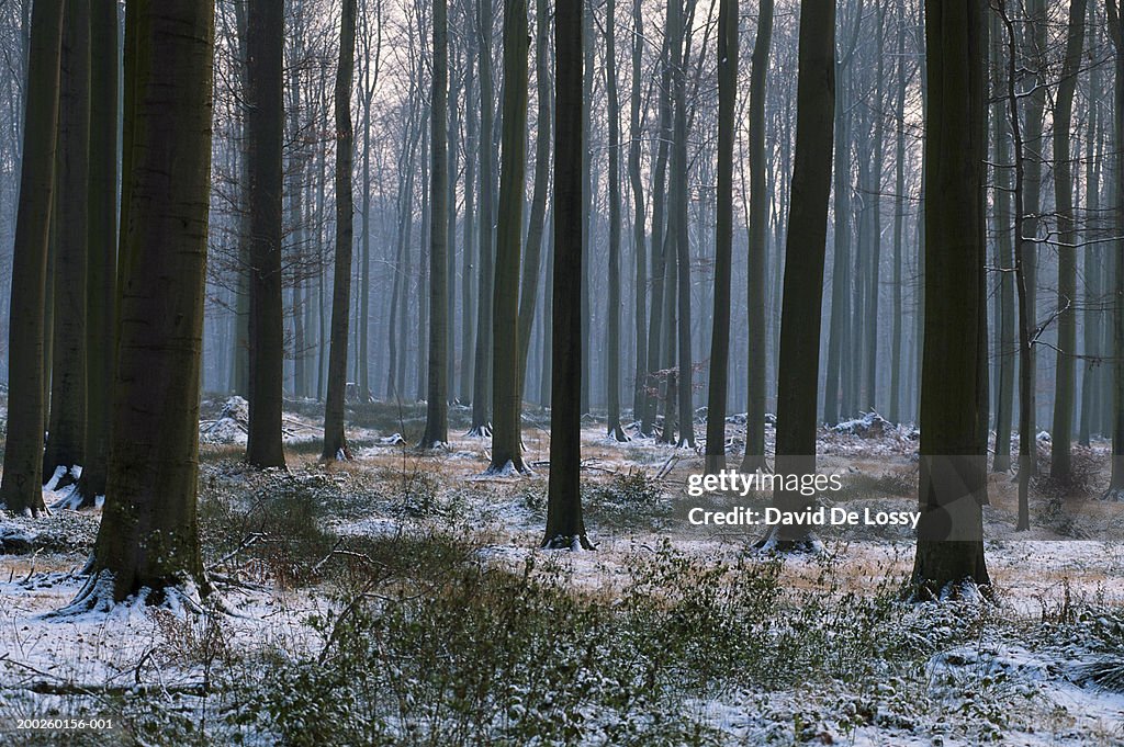 Forest at mist