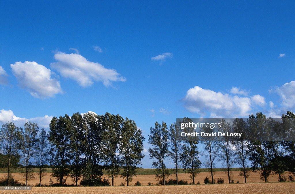 Trees in non urban scene