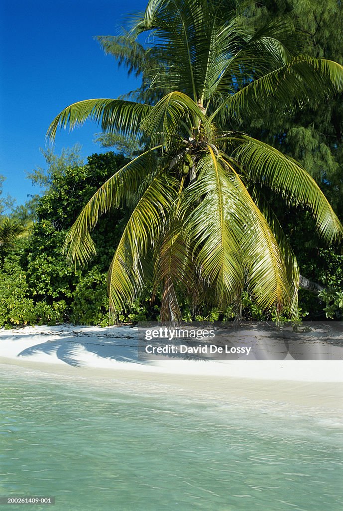 Palm tree in tropical beach