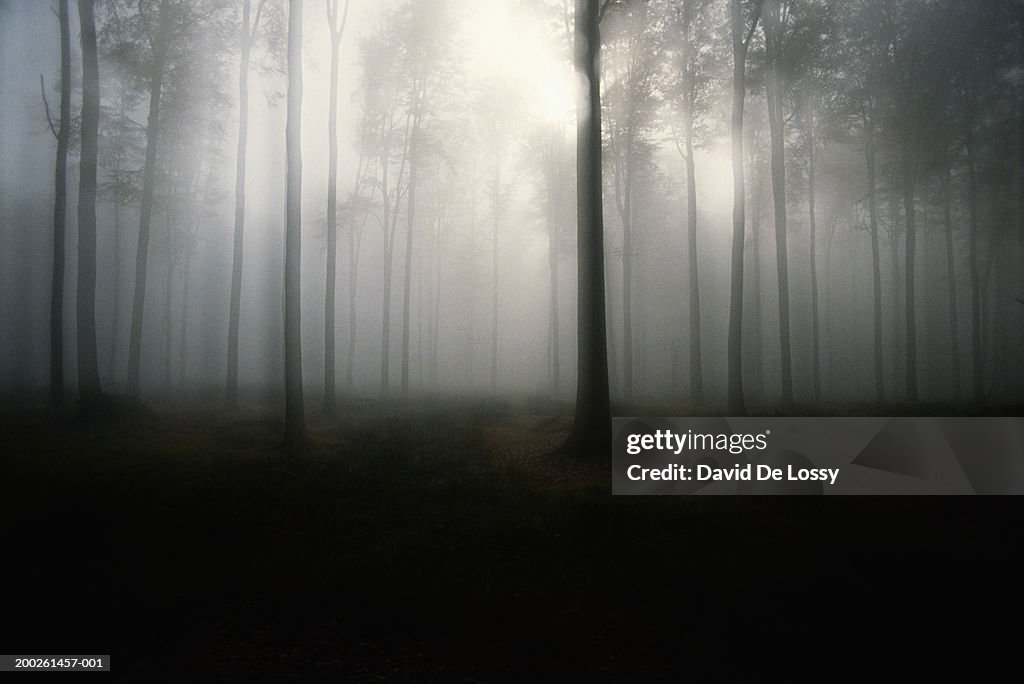 Trees in forest, mist