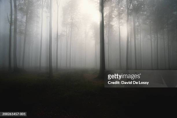 trees in forest, mist - forest fog stock pictures, royalty-free photos & images