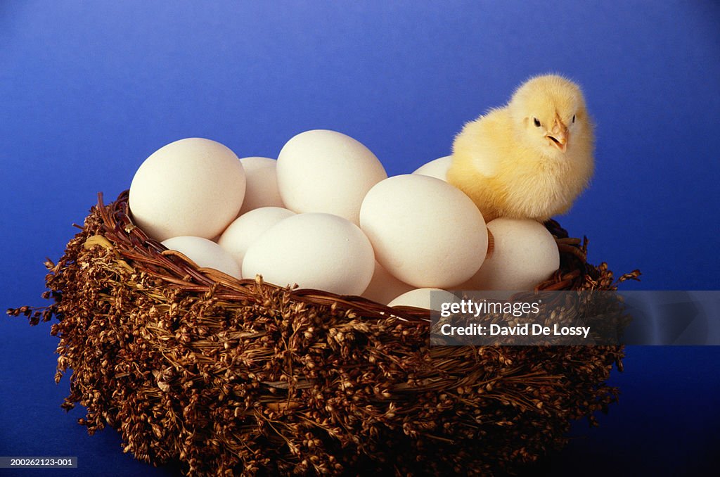 Chicken with eggs in nest