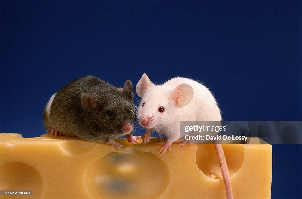 Two mice on piece of cheese