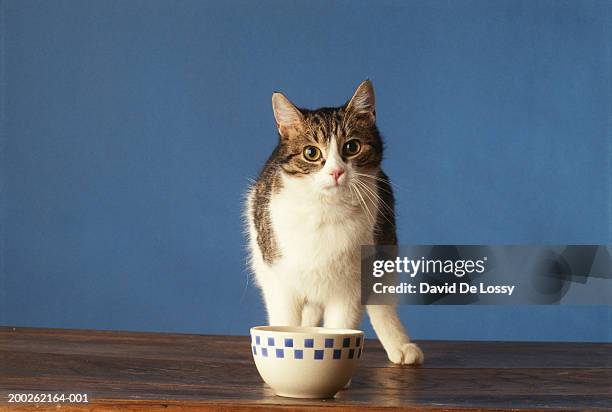 kitten standing in front of bowl - domestic cat standing stock pictures, royalty-free photos & images