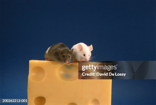 Two mice sitting on top of cheese Two mice sitting on top of cheese