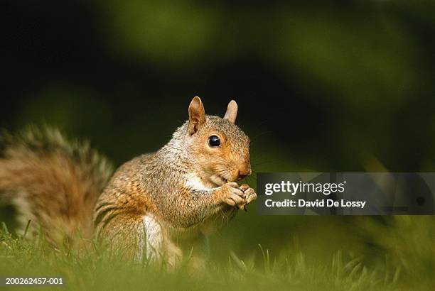 squirrel, close-up, ground view - squirrel imagens e fotografias de stock