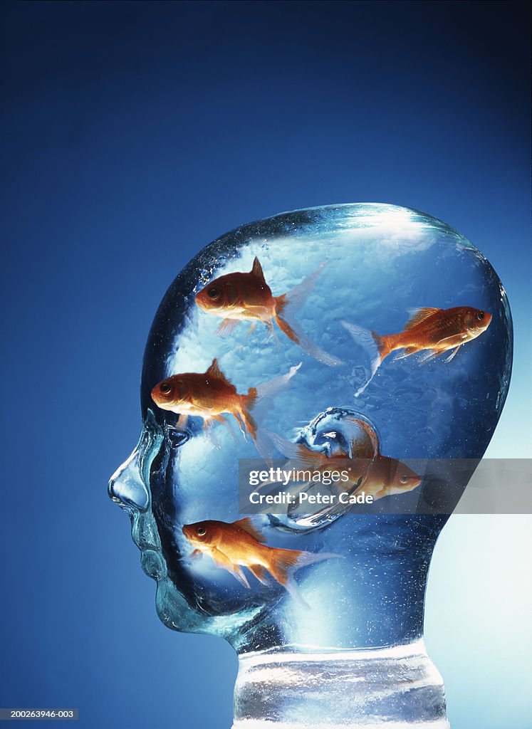 Glass Head Filled With Gold Fish Side View High-Res Stock Photo - Getty  Images