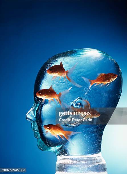 glass head filled with gold fish, side view - gold fish imagens e fotografias de stock