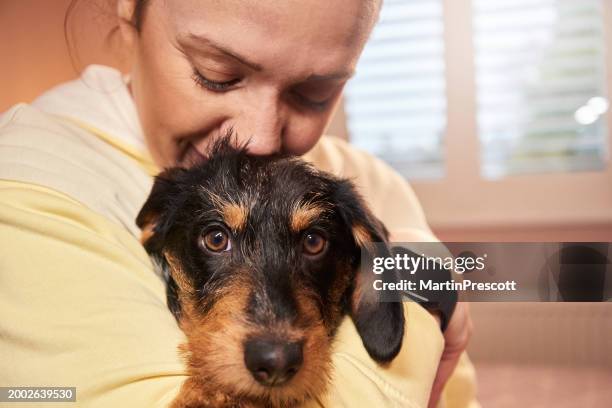 puppy snuggles - hound stock pictures, royalty-free photos & images