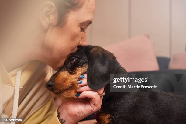 puppy snuggles - hound stock pictures, royalty-free photos & images