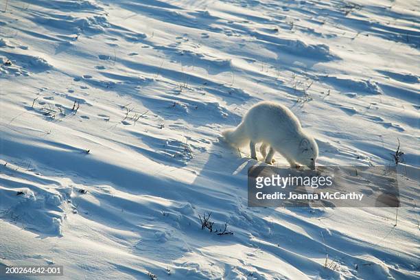 arctic fox (alopex lagopus) on snow, elevated view - arctic fox food chain stock pictures, royalty-free photos & images