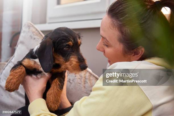 puppy love - hound stock pictures, royalty-free photos & images