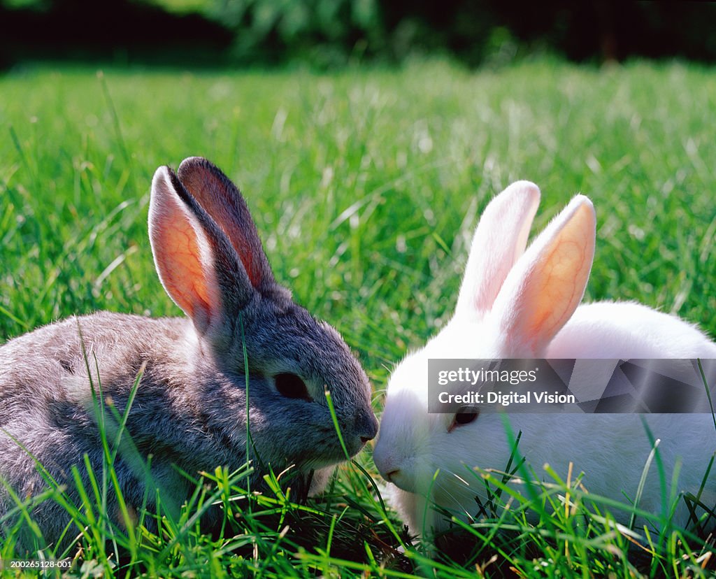 Grey And White Rabbits On Grass High-Res Stock Photo - Getty Images