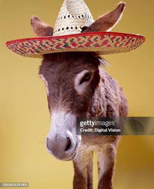 donkey (equus hemonius) wearing straw hat - hat sombrero stock pictures, royalty-free photos & images