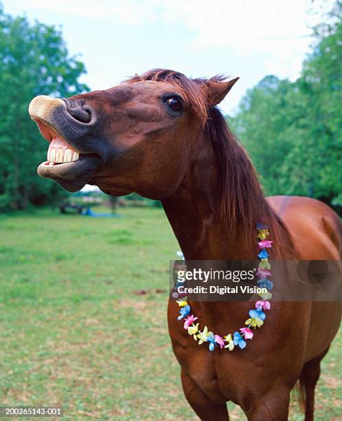 brown horse wearing necklace, baring teeth, close-up - herbivorous stock pictures, royalty-free photos & images