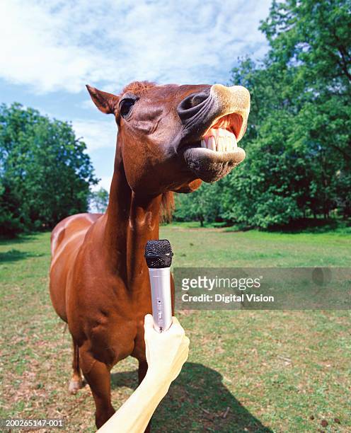 person holding microphone by brown horse baring teeth, close-up - interview funny stockfoto's en -beelden