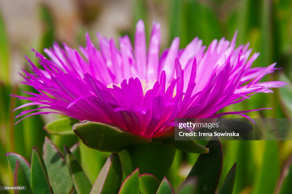 Carpobrotus edulis