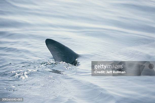basking shark (cetorhinus maximus) dorsal fin cutting surface - flippers stock pictures, royalty-free photos & images