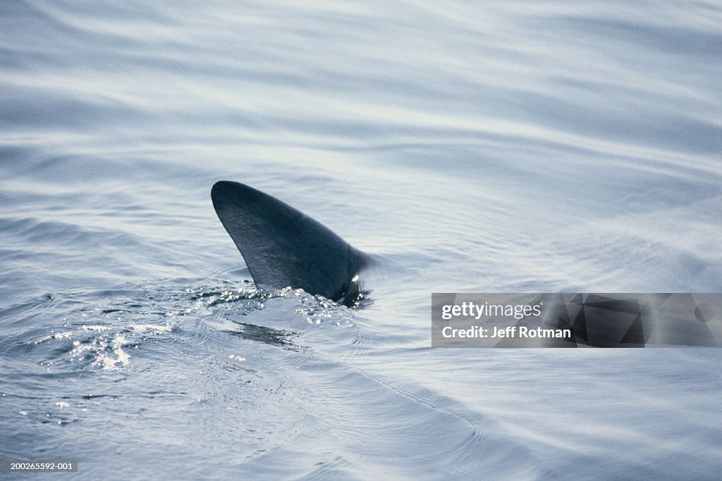 Basking shark (Cetorhinus maximus) dorsal fin cutting surface