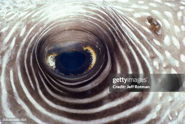 white-spotted pufferfish (arothron hispidus), close-up of eye - arothron puffer stock pictures, royalty-free photos & images