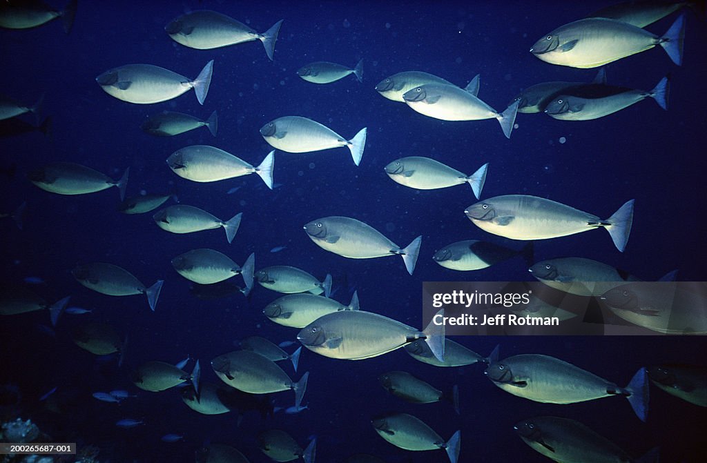 Sleek unicornfish (Naso hexacanthus) schooling in reproduction train