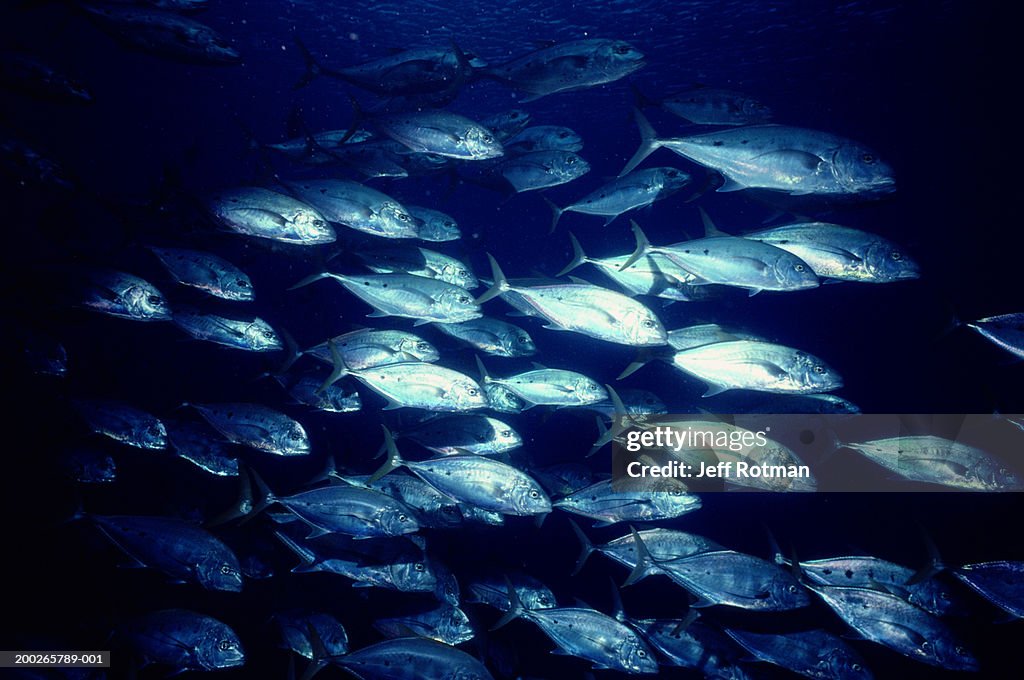 Yellowspotted trevally (Carangoides fulvoguttatus) schooling