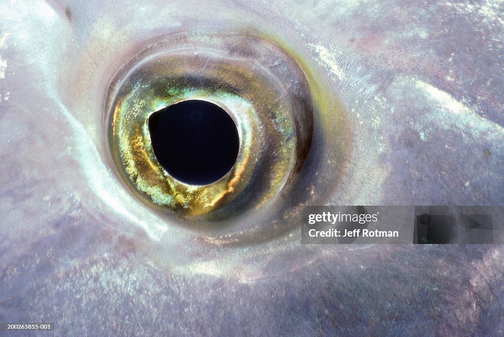 Slingjaw wrasse (Epibulus insidiator), close-up of eye
