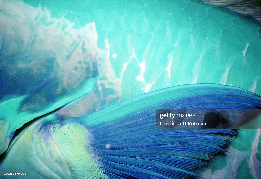 Steephead parrotfish (Chlorurus microrhinos), detail of pectoral fin