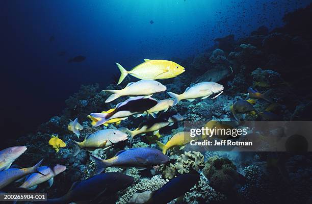 yellow goatfish (parupeneus cyclostomus) feeding on coral - parupeneus stock pictures, royalty-free photos & images