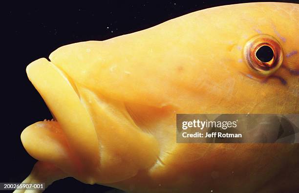 yellow goatfish (parupeneus cyclostomus), close-up - parupeneus stock pictures, royalty-free photos & images