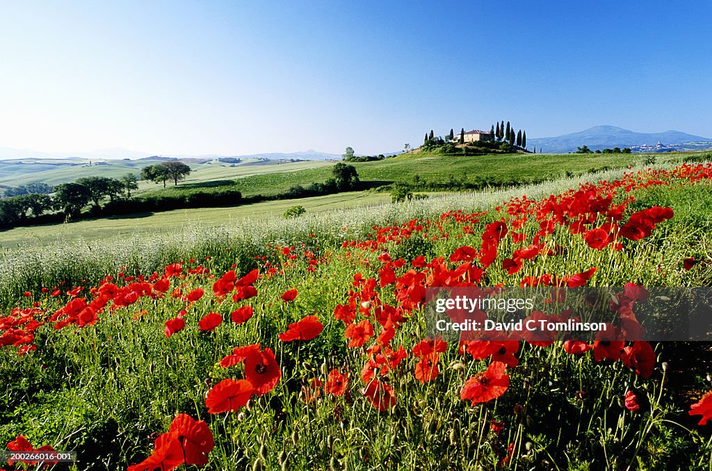 Italy, Tuscany, Val d'Orcia, poppy field, farmhouse in distance