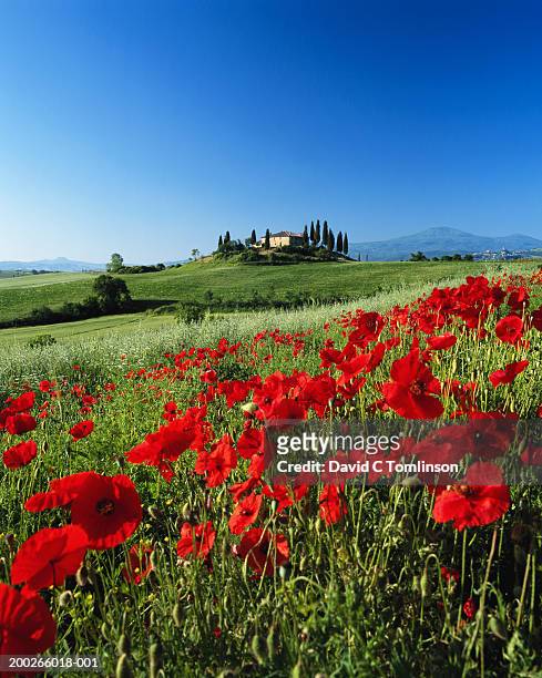 italy, tuscany, val d'orcia, farmhouse on hill, poppies in foreground - toskana stock-fotos und bilder