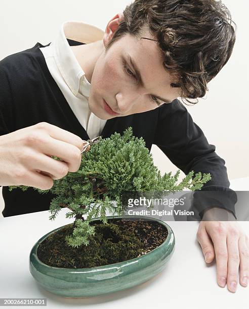 young man pruning bonsai tree with nail scissors, close-up - bonsai tree stock-fotos und bilder