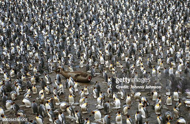 king penguins surrounding elephant seal, elevated view - elephant seal stockfoto's en -beelden