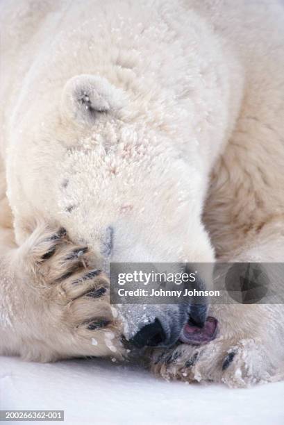 sleeping polar bear (ursus maritimus) licking paw, close-up, winter - feet lick bildbanksfoton och bilder