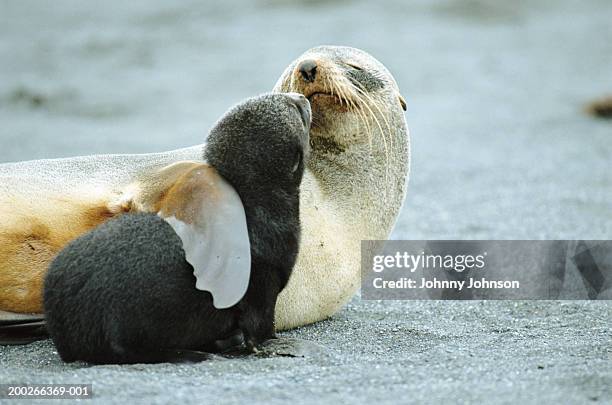antarctic fur seal (arctocephalus gazella) mother holding pup - young animal 個照片及圖片檔