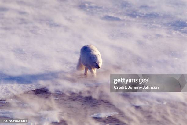 arctic fox (alopex lagopus) closing eyes against storm, winter - arctic fox food chain stock pictures, royalty-free photos & images