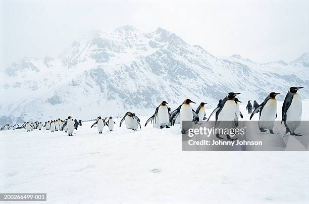 king penguins (aptenodytes patagonicus) walking in snowstorm - pinguino foto e immagini stock