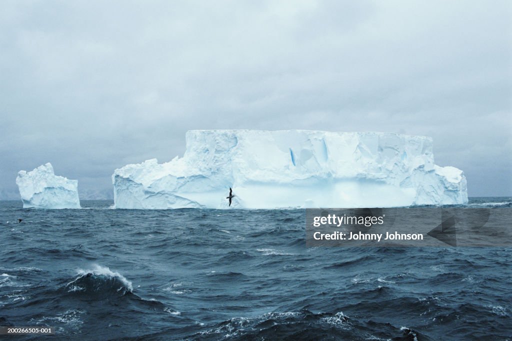 White-chinned petrel flying over stormy seas past iceberg