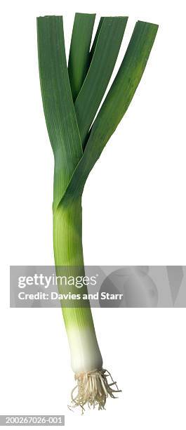 leek - leek stock pictures, royalty-free photos & images