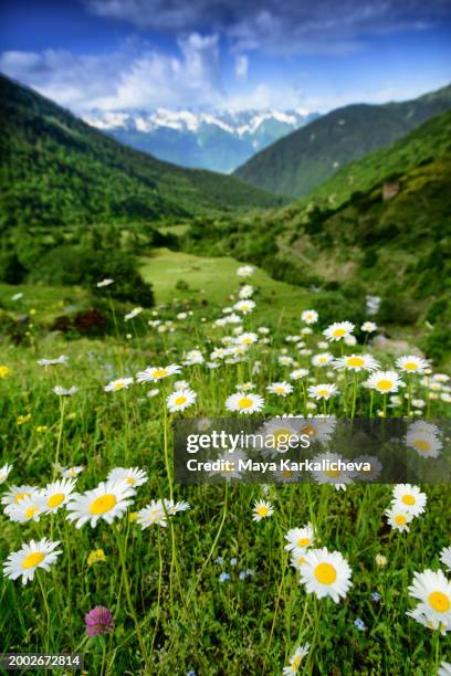 romantic mountain meadow with daisies in caucasus mountain, svaneti, sakartvelo, georgia country - montagnes du caucase photos et images de collection