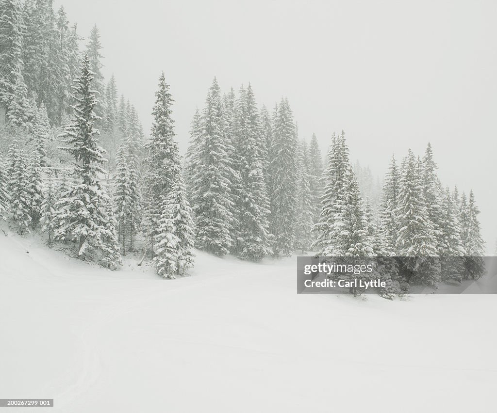 France, Courchevel, trees in snow covered landscape