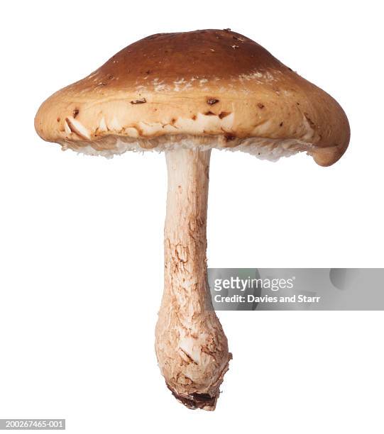 shitake mushroom - edible mushroom stockfoto's en -beelden