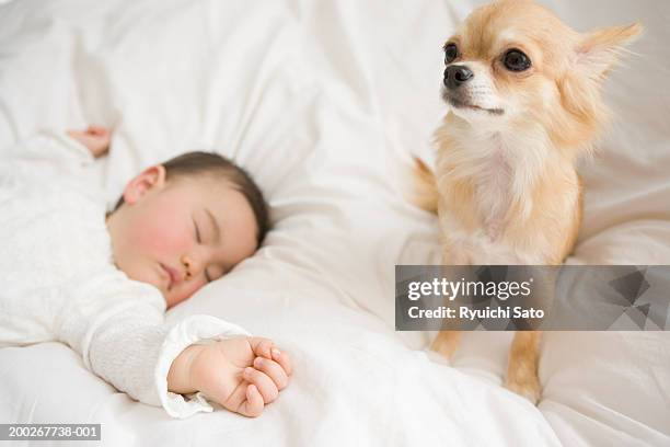 chihuahua sitting by sleeping baby girl (6-9 months), close-up - chihuahua dog ストックフォトと画像