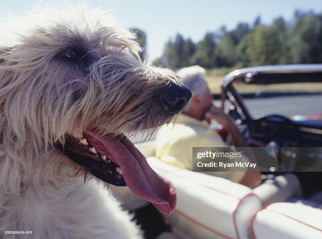 Irish Wolfhound riding in convertible car, close-up