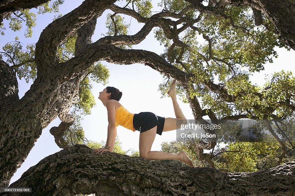 Woman in yoga position on tree branch